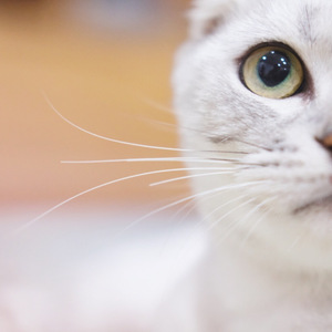 陷阱 - 徐薇（Cover 王北车）