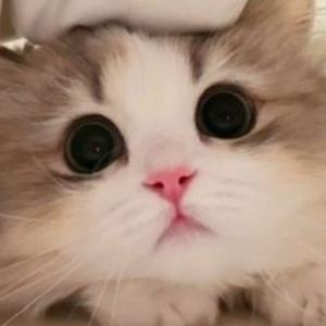 邻居家的猫