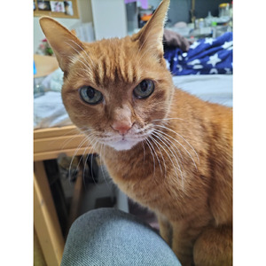 白いバラが咲いている