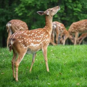 宋代古曲·风雅十二诗谱（其三）·小雅·皇皇者华