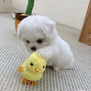 Who's Stopping Me (sped up)