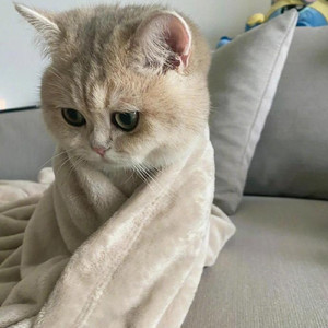 冷空气小猫讨厌你