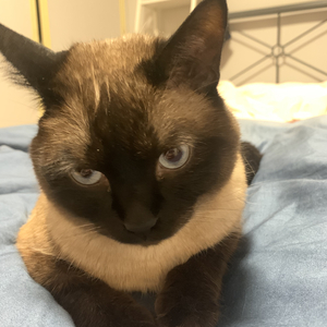 不胜西江暖cover乔洋