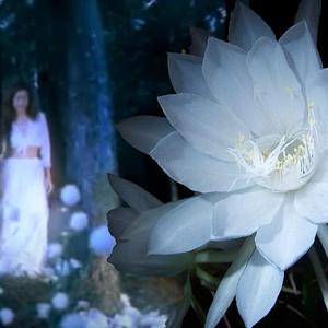 昙花再现（纯音乐）