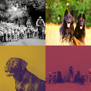 诗意的狗独自在家节奏