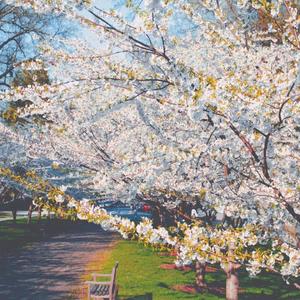 斑马斑马（词曲：宋冬野）（翻自 宋冬野）