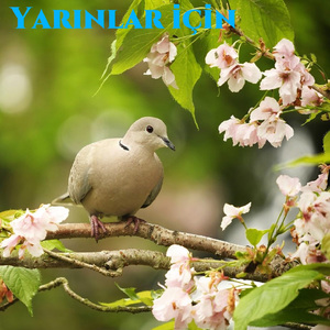 Yarınlar için