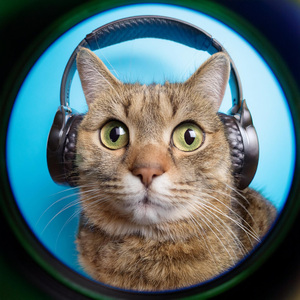 Movimiento Armónico En Capas