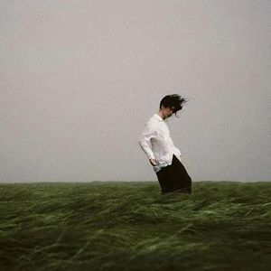 落尘中的静谧森林