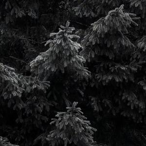 伯虎说 (麒麟Remix)