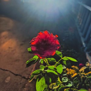 不敢言说的恋(demo1)