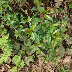 梦回大唐斩倭寇.mp3