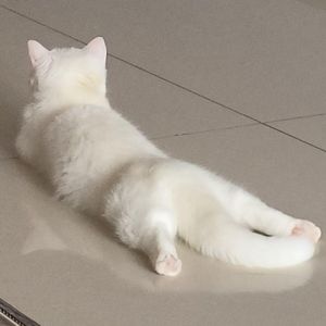 被害妄想携带女子（笑）