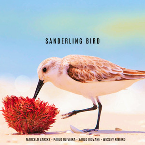 Sanderling Bird