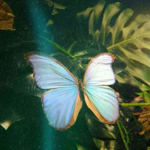 5E25305E15E8BD72BB4AC85D93D3A54E(1)