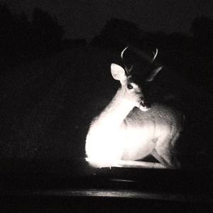 roadkill