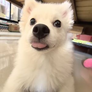 记忆里有一只小狗