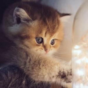 如愿（cover 王菲）