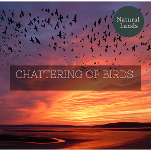 Mid Day Lake and Rabbits