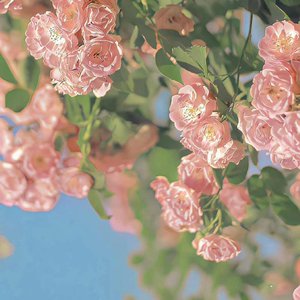 窓辺に こぼれた 朝の光