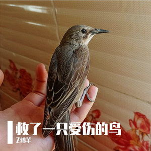 救了一只受伤的鸟