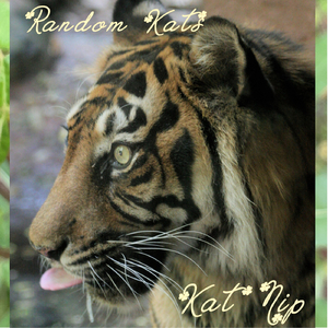 The Way I Feel Today