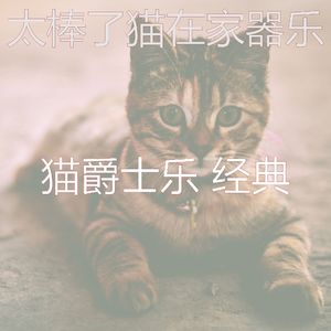 微妙的猫心情