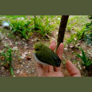 小鸟，你要飞去哪里？