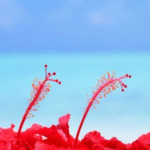 烟花迷离