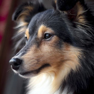 すないぱー。 (sped up)