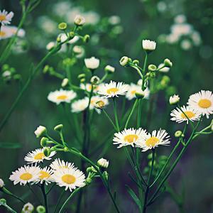 我是配角怎敢吃醋