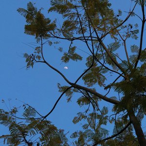 我爱了(cover:崔天琪)