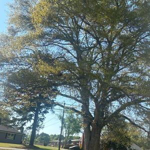 Clearly (feat. Skii ball & Opp)