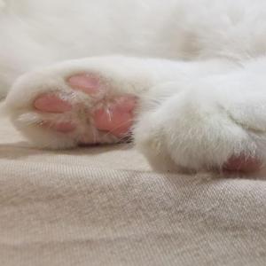 不要在我吃饭的时候走进你的猫砂盆