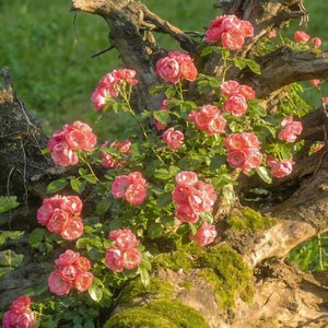 孤独不是没人陪