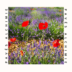 Coquelicot sauvage
