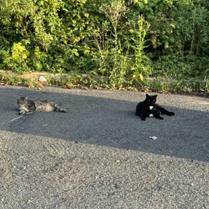 Kola Superdeep Borehole Optimistic Alien