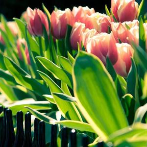 那些花兒-口琴版（翻自 范晓萱+A）