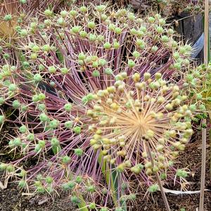 Honestly (feat. small life form) (remix)