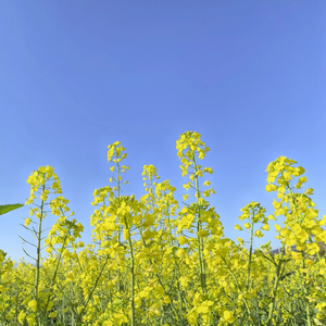 春日油菜花田