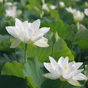 冰清玉洁（轻音乐）