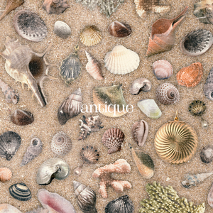 海馬の尻尾に小栴檀