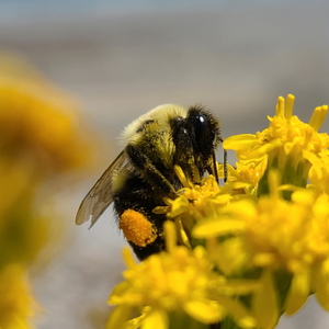 Om Shanti Relaxation