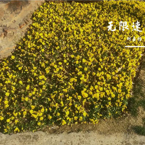 宋谨文-格式转换_《无限速》-花园宝宝使者雁洛洛（清柠 remix）