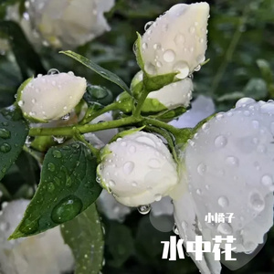 水中花