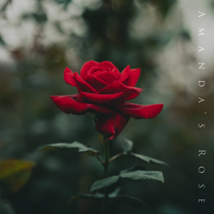 Amanda's Rose