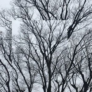 Biwa