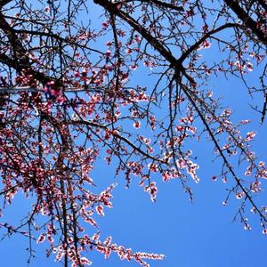 我不该（翻自 羽神）