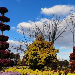 菁菁校园(吉林省四平市十七中学校园歌曲)