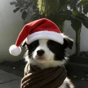 Auld Lang Syne(友谊地久天长)口琴翻唱